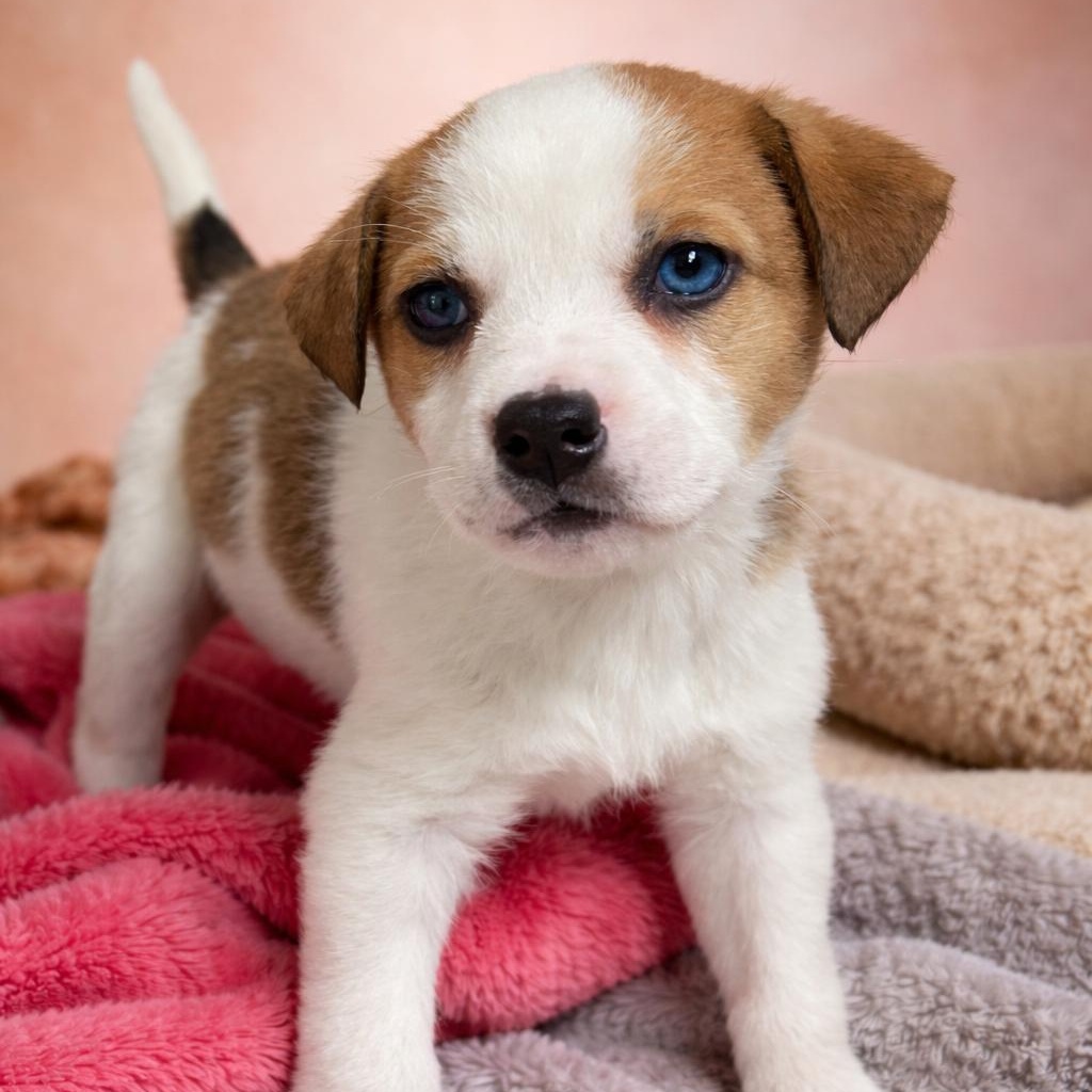 Enlarge Gwen, an adopted mixed breed in Heber Springs, AR image 1/1