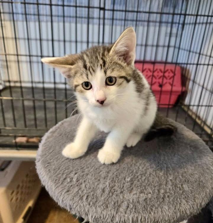 Waffles, Adopted, Kitten Male Domestic Short Hair.