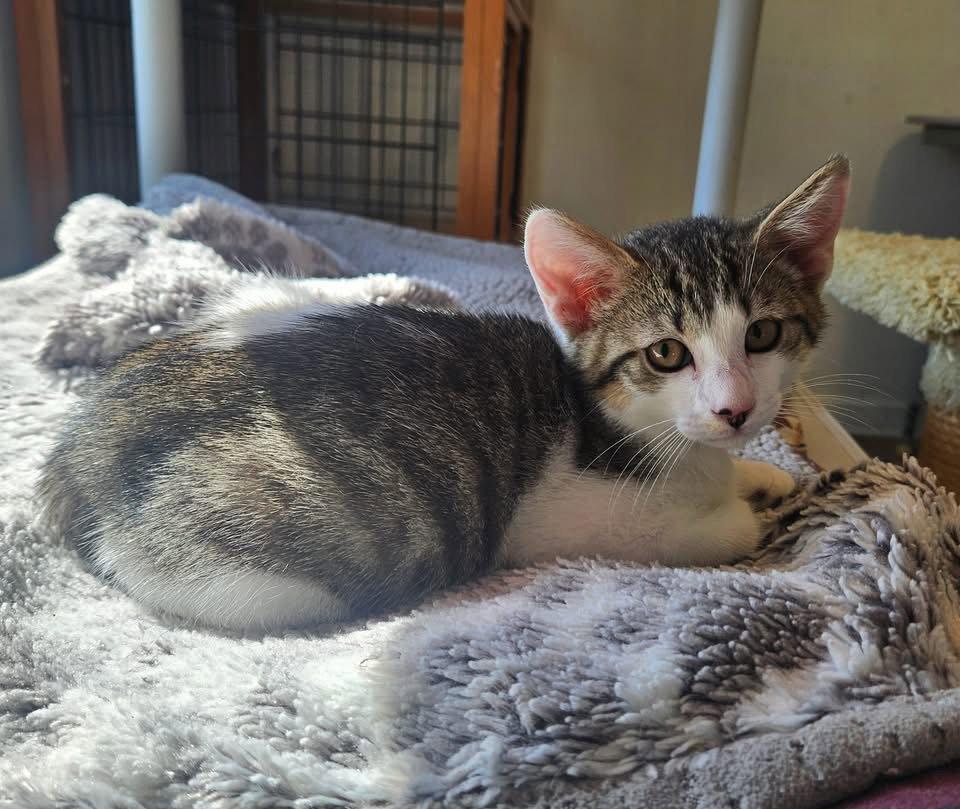 Waffles, a Adopted Domestic Short Hair in Penndel, PA image 2/3
