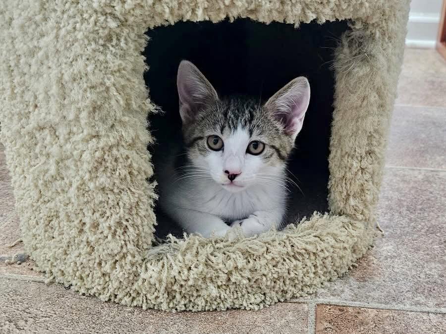 Waffles, a Adopted Domestic Short Hair in Penndel, PA image 3/3