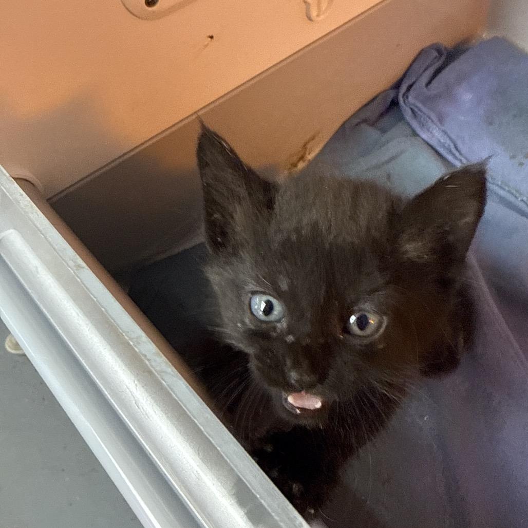Olivia, Adoptable, Kitten Female Domestic Short Hair.