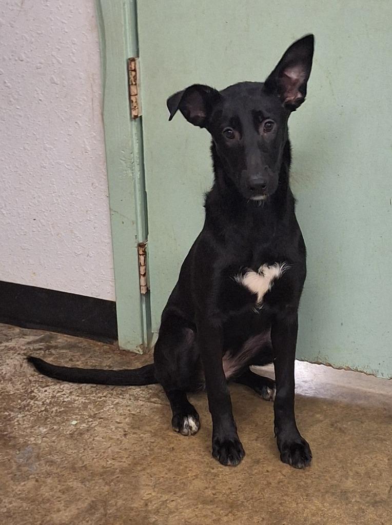 Ice, a Adoptable mixed breed in Lockhart, TX image 1/4
