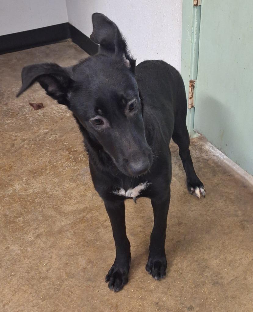 Ice, a Adoptable mixed breed in Lockhart, TX image 2/4