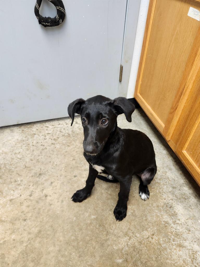 Ice, a Adoptable mixed breed in Lockhart, TX image 3/4