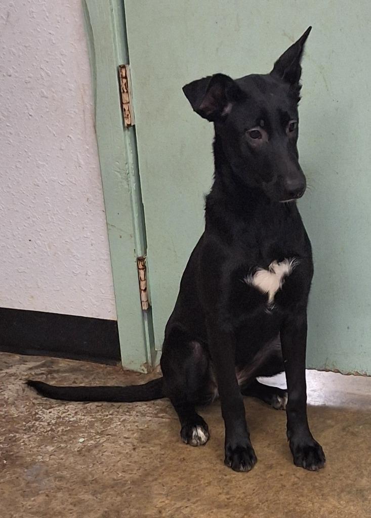 Ice, a Adoptable mixed breed in Lockhart, TX image 4/4