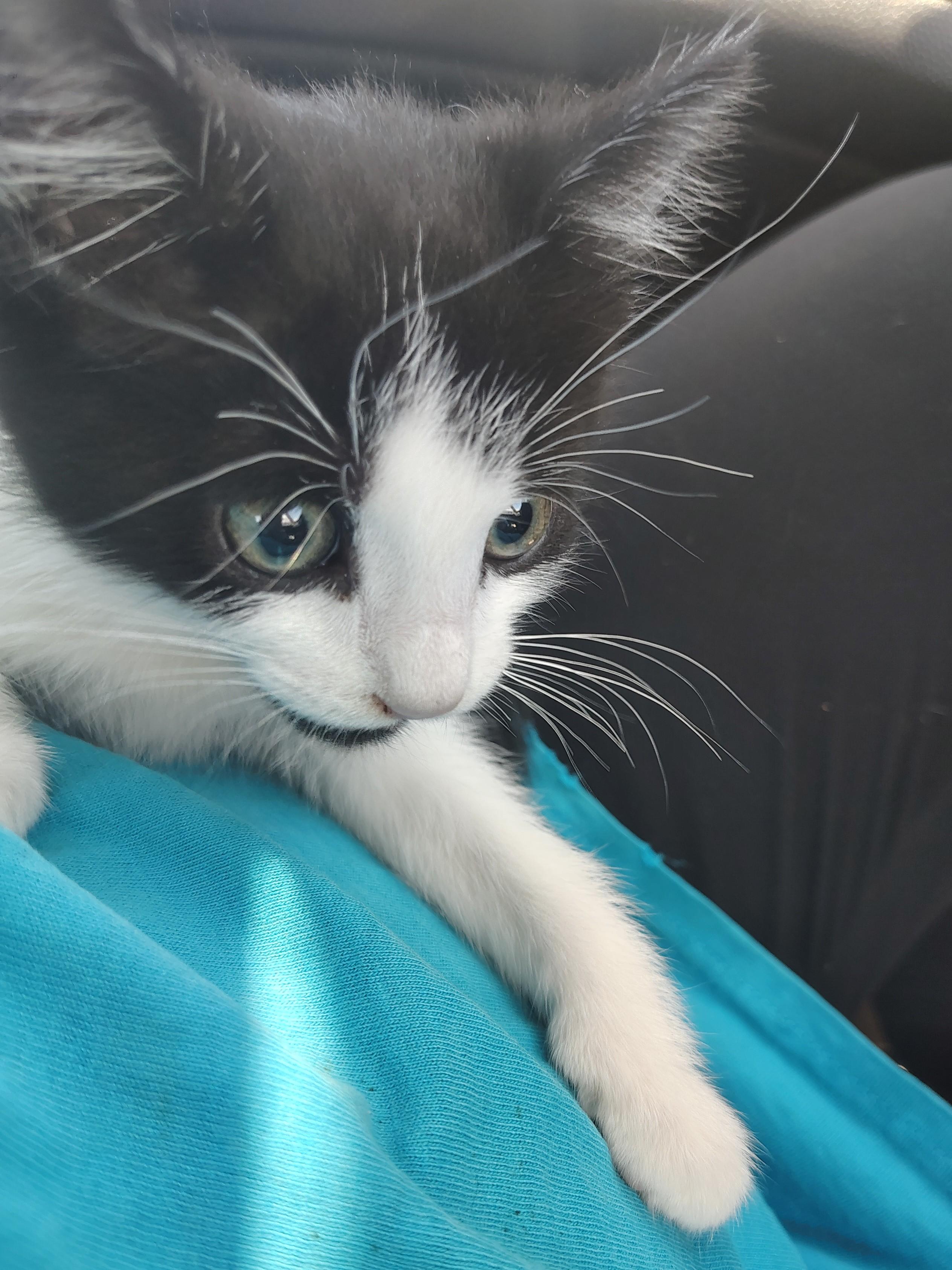 Juno, ADOPTABLE, Young Male Domestic Medium Hair.