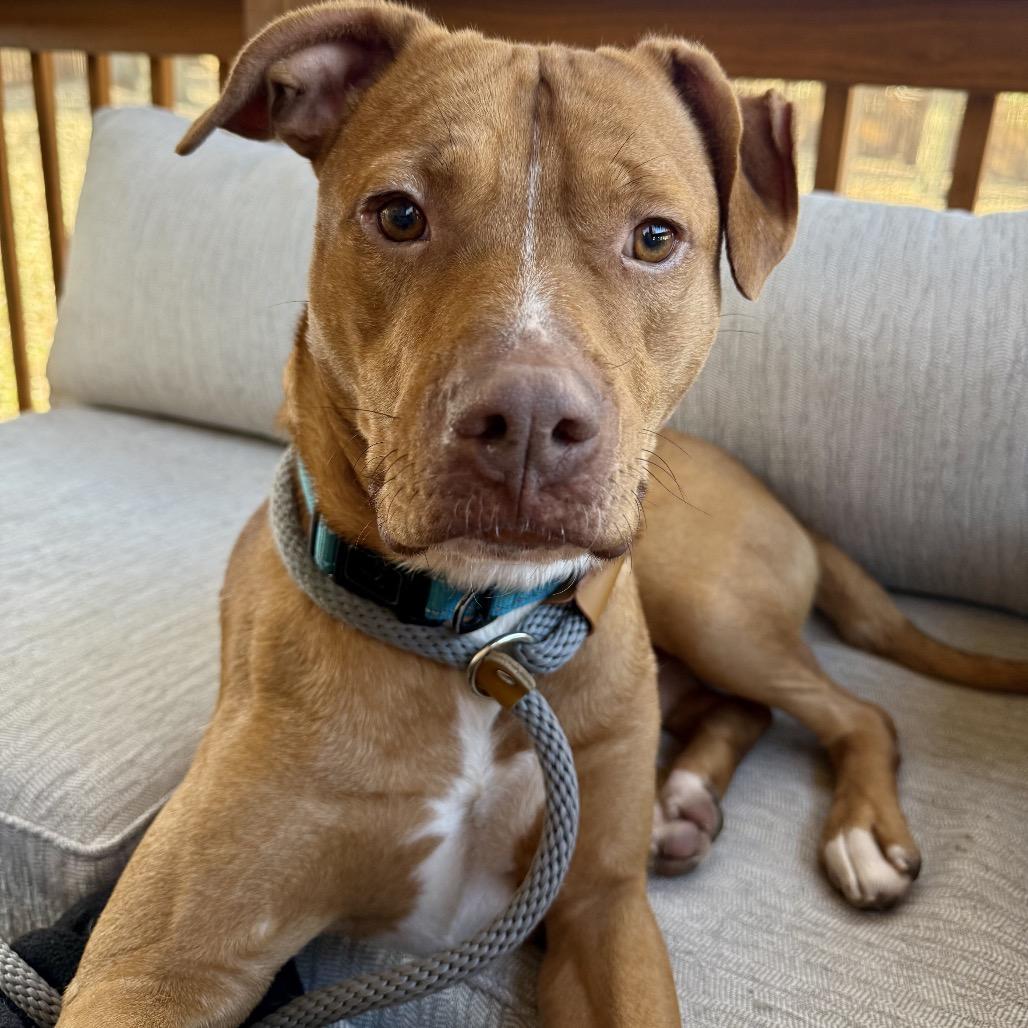 Enlarge David Blaine, a Adoptable Mixed Breed in St Joseph, MO image 1/2