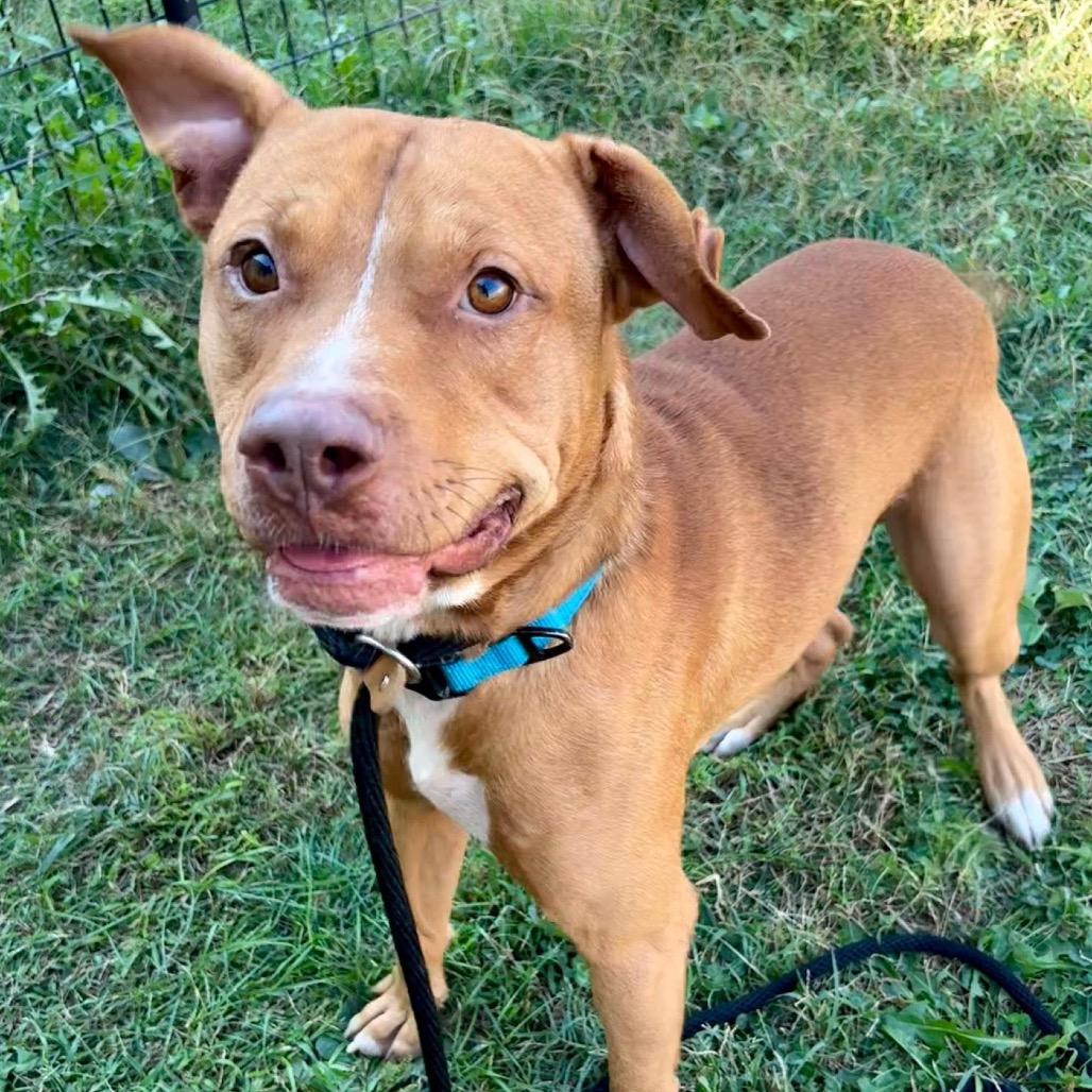 Enlarge David Blaine, a Adoptable Mixed Breed in St Joseph, MO image 2/2