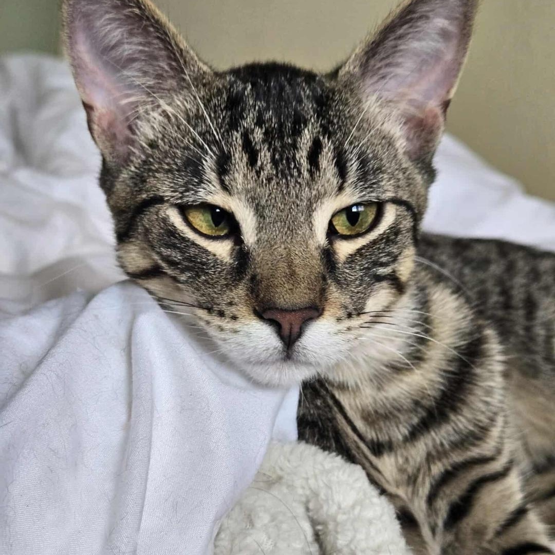 Adopt Dash! A Sweet & Playful Social Kitten!, Adoptable, Kitten Male Tabby.