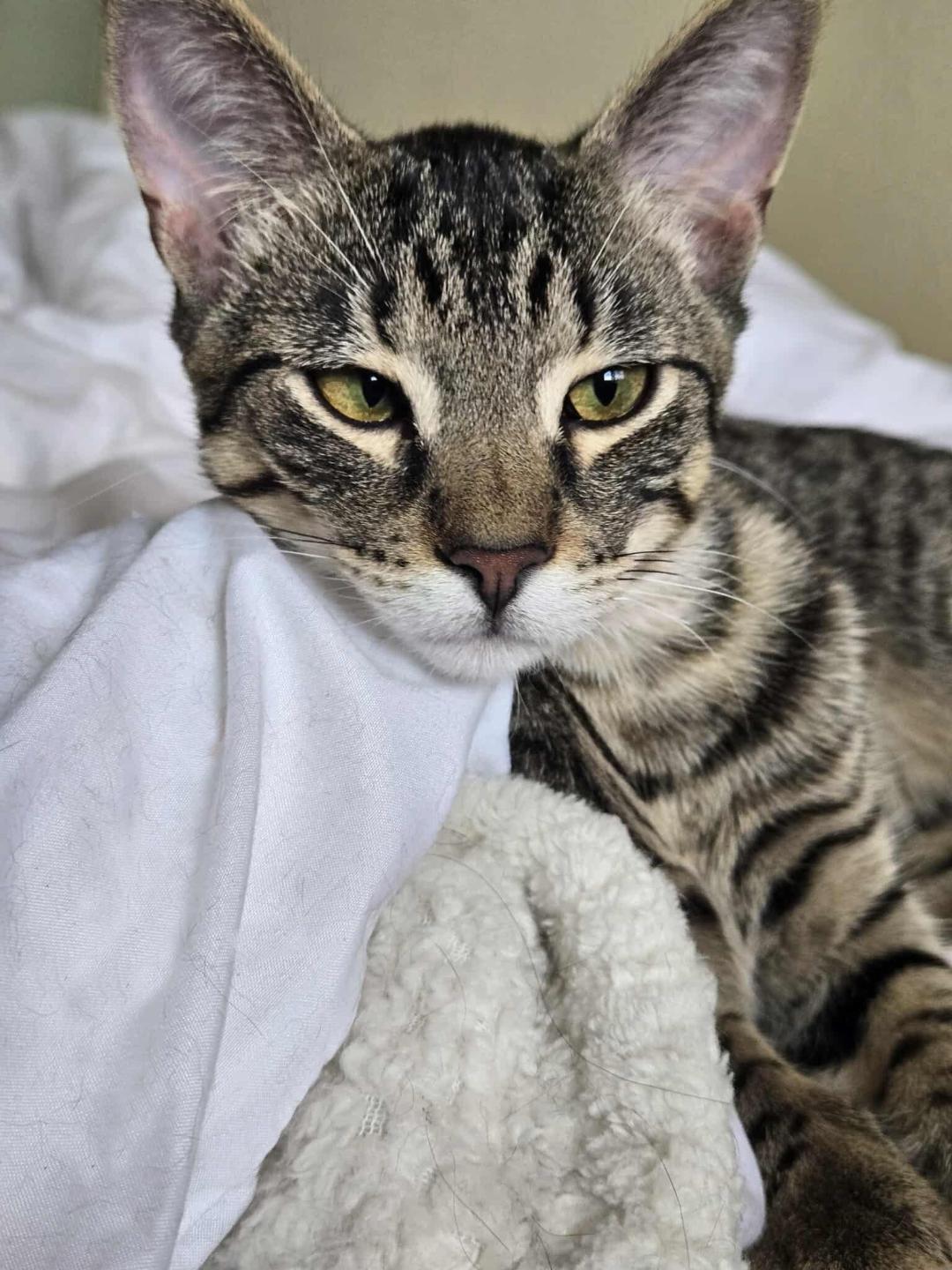 Adopt Dash! A Sweet & Playful Social Kitten! Tabby Cat