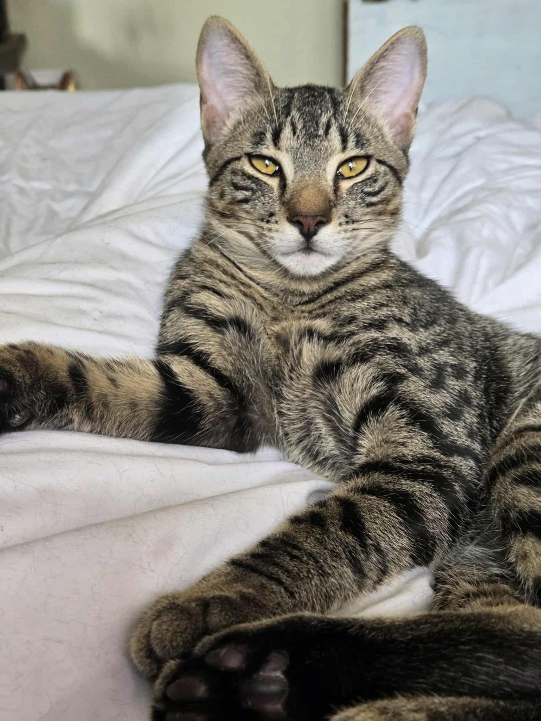 Adopt Dash! A Sweet & Playful Social Kitten! Tabby Cat