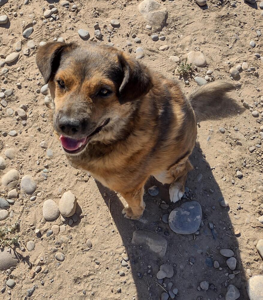 Rusty, Adoptable, Adult Male Shepherd & Mixed Breed.