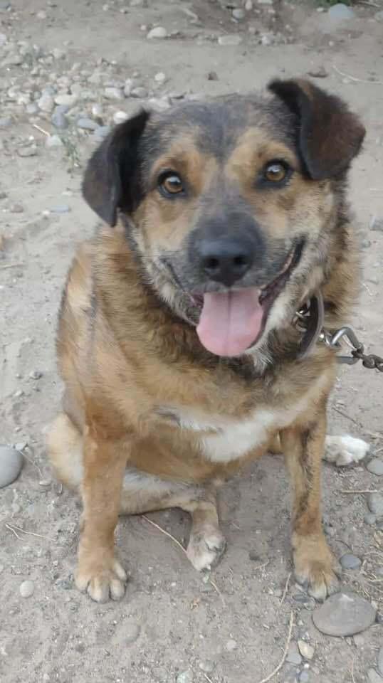 Enlarge Rusty, a Adoptable mixed breed in Evergreen, CO image 3/4