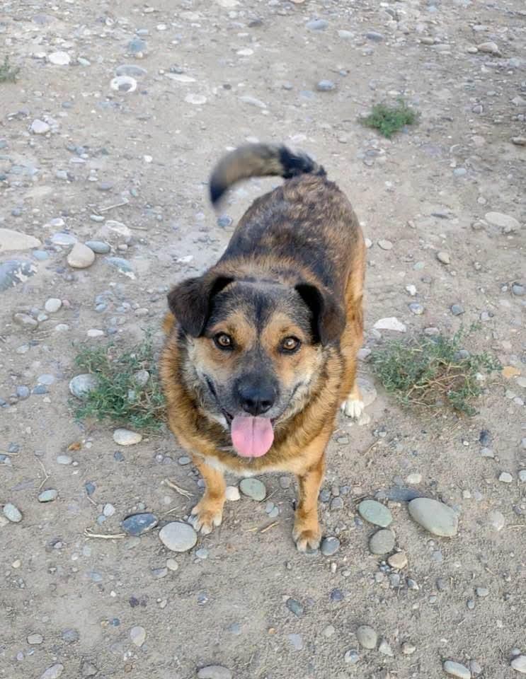Enlarge Rusty, a Adoptable mixed breed in Evergreen, CO image 4/4