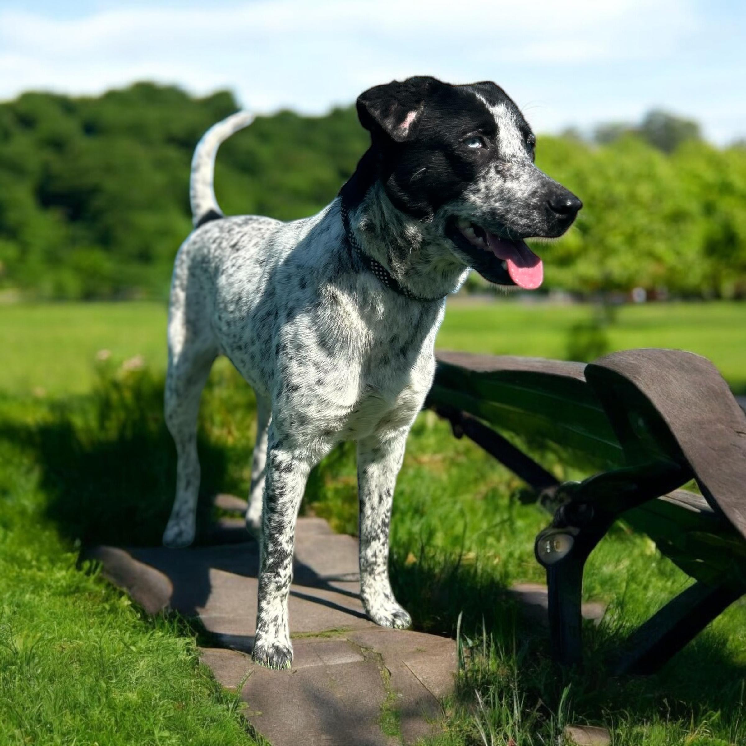Tulip, Adult Female Australian Cattle Dog / Blue Heeler