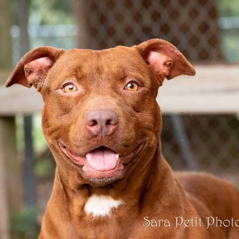 Jasmine, Adoptable, Adult Female Mixed Breed.