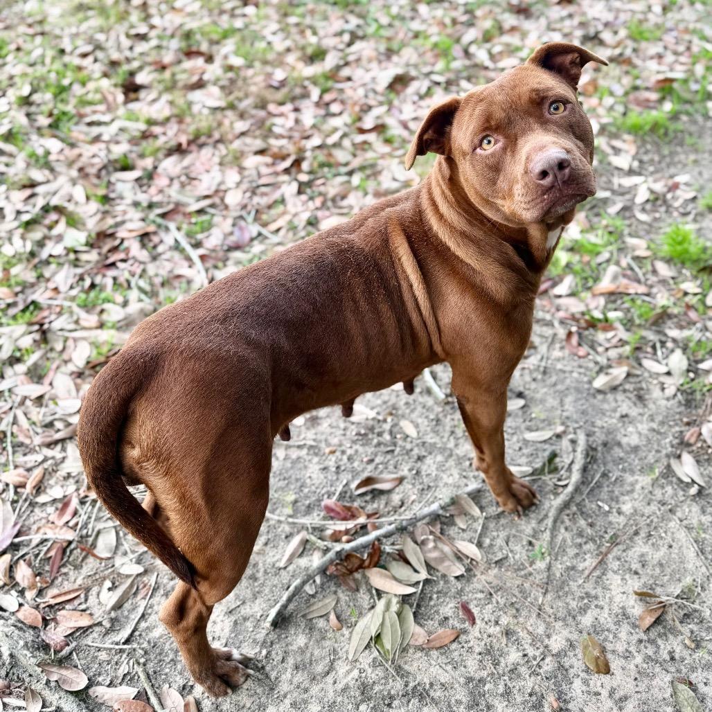 Enlarge Jasmine, a Adoptable Mixed Breed in Milton, FL image 1/2