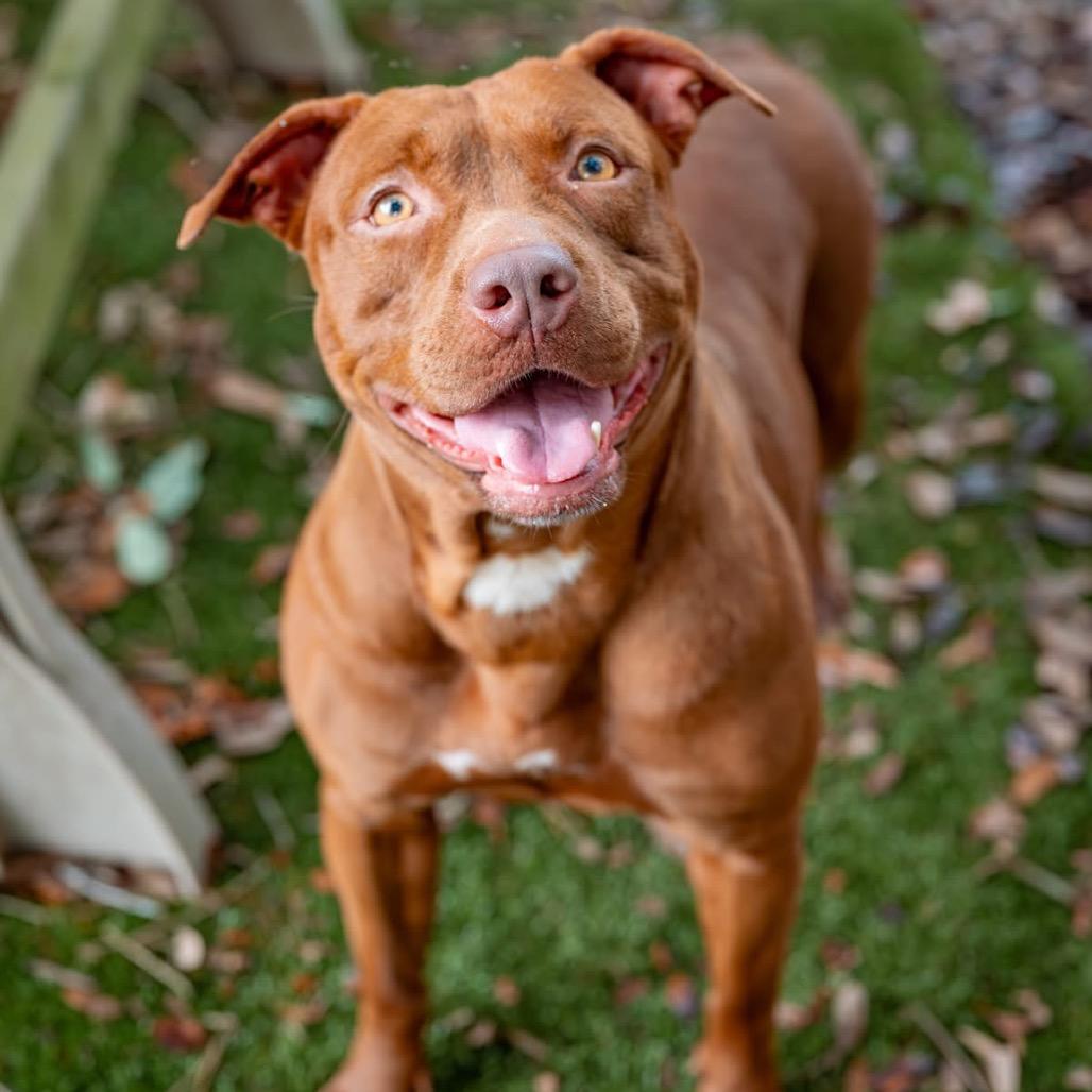 Jasmine, a Adoptable Mixed Breed in Milton, FL image 3/6