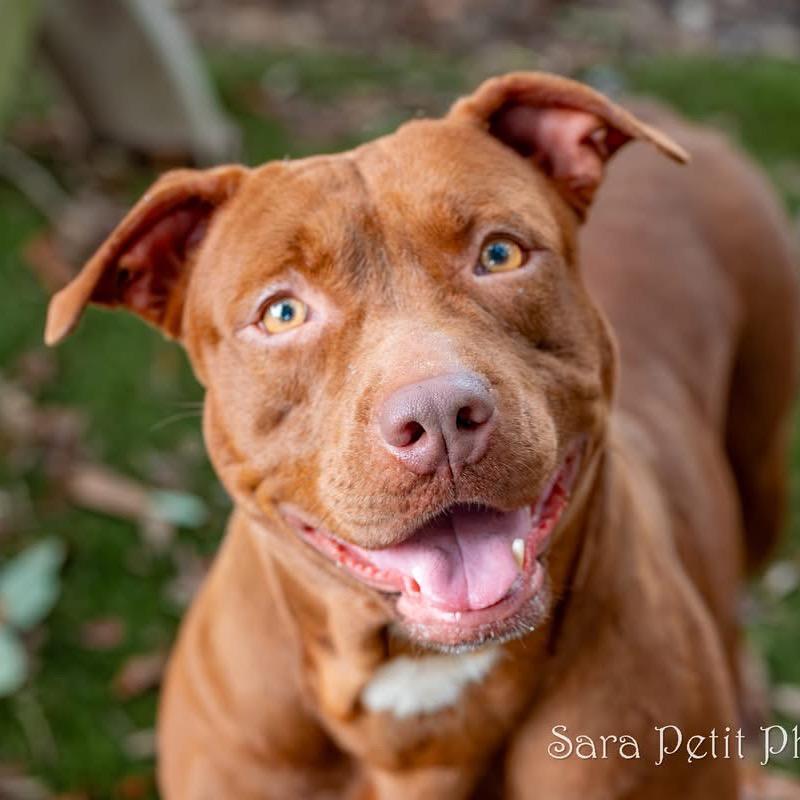 Jasmine, a Adoptable Mixed Breed in Milton, FL image 4/6