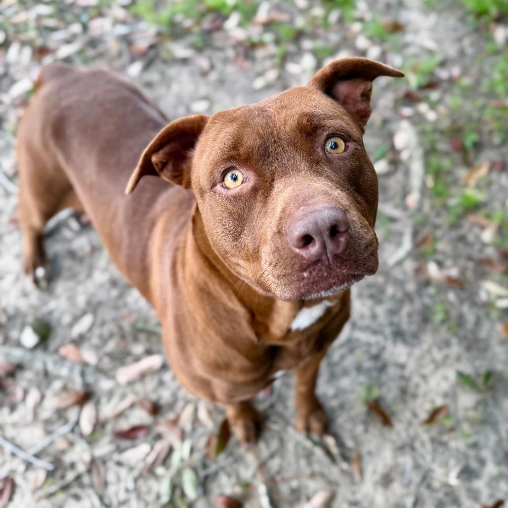 Enlarge Jasmine, a Adoptable Mixed Breed in Milton, FL image 2/2