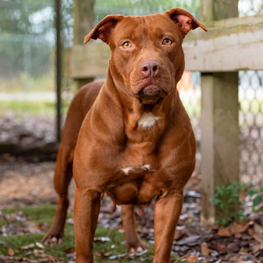 Jasmine, a Adoptable Mixed Breed in Milton, FL image 6/6