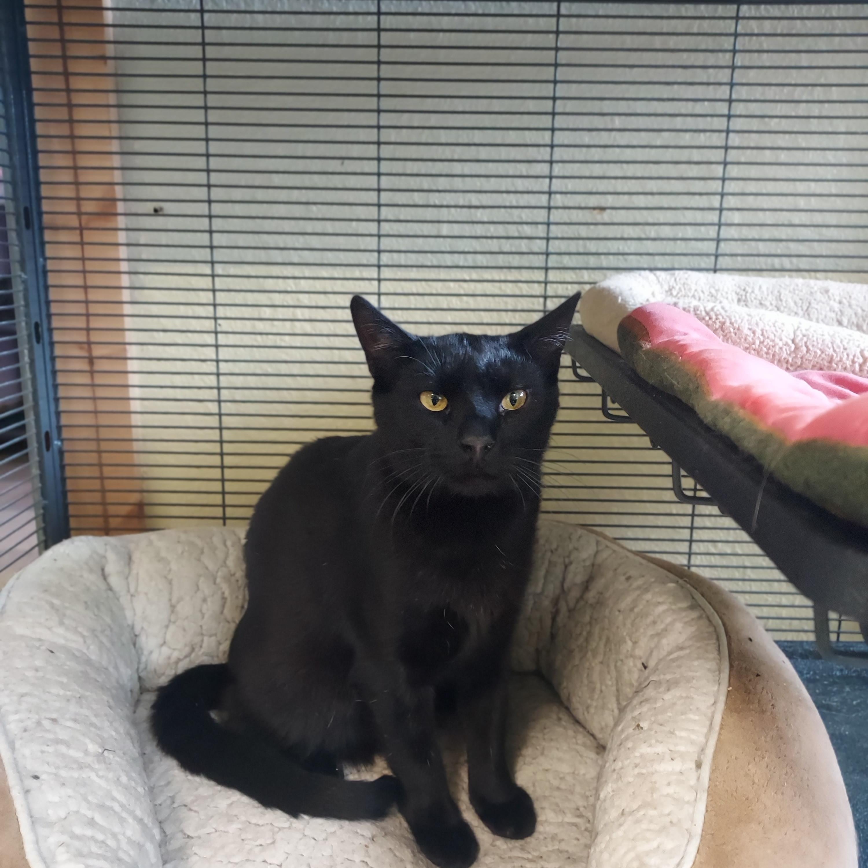 Enlarge Jig, a Adoptable Domestic Short Hair in Libby, MT image 4/4