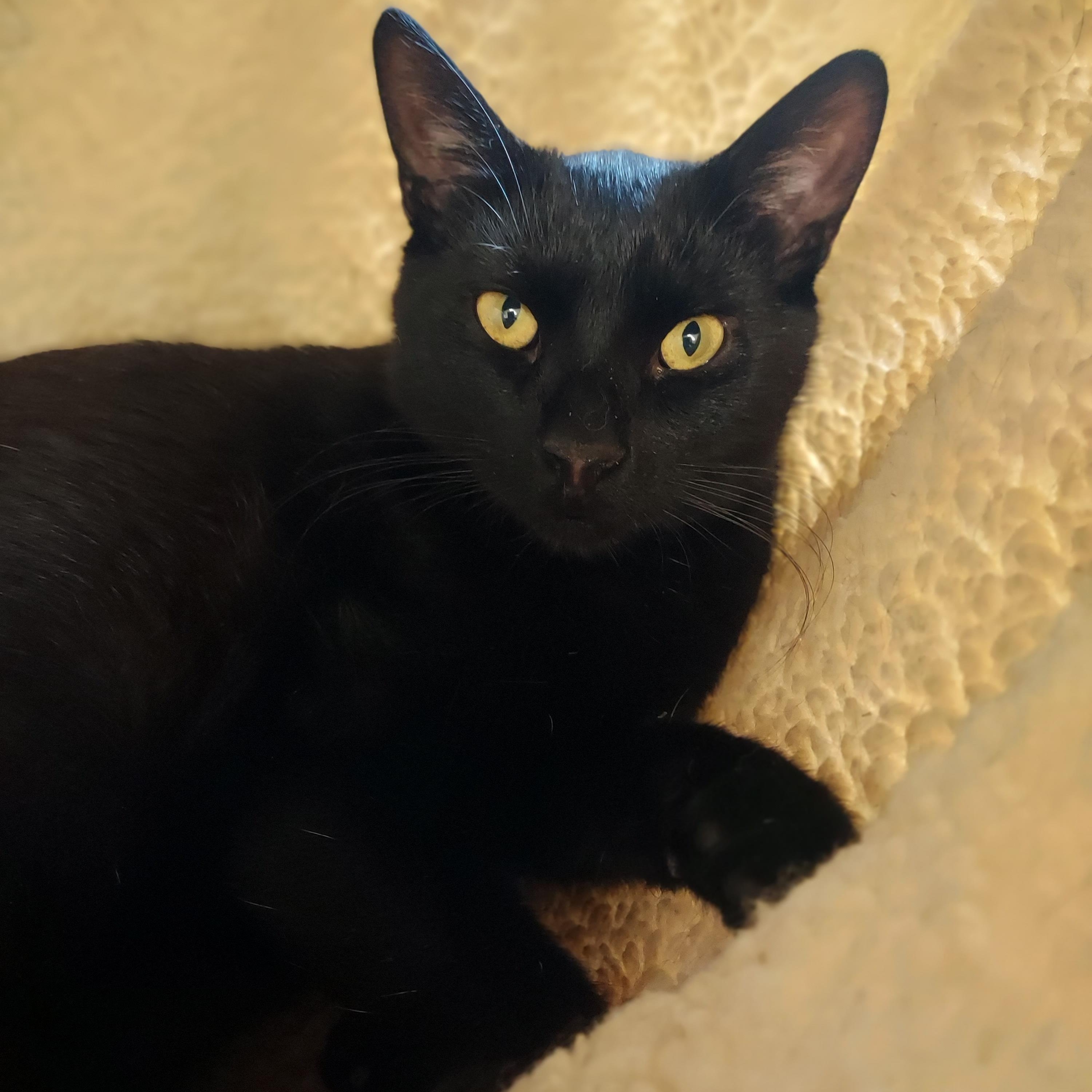 Jig, Adoptable, Young Male Domestic Short Hair.