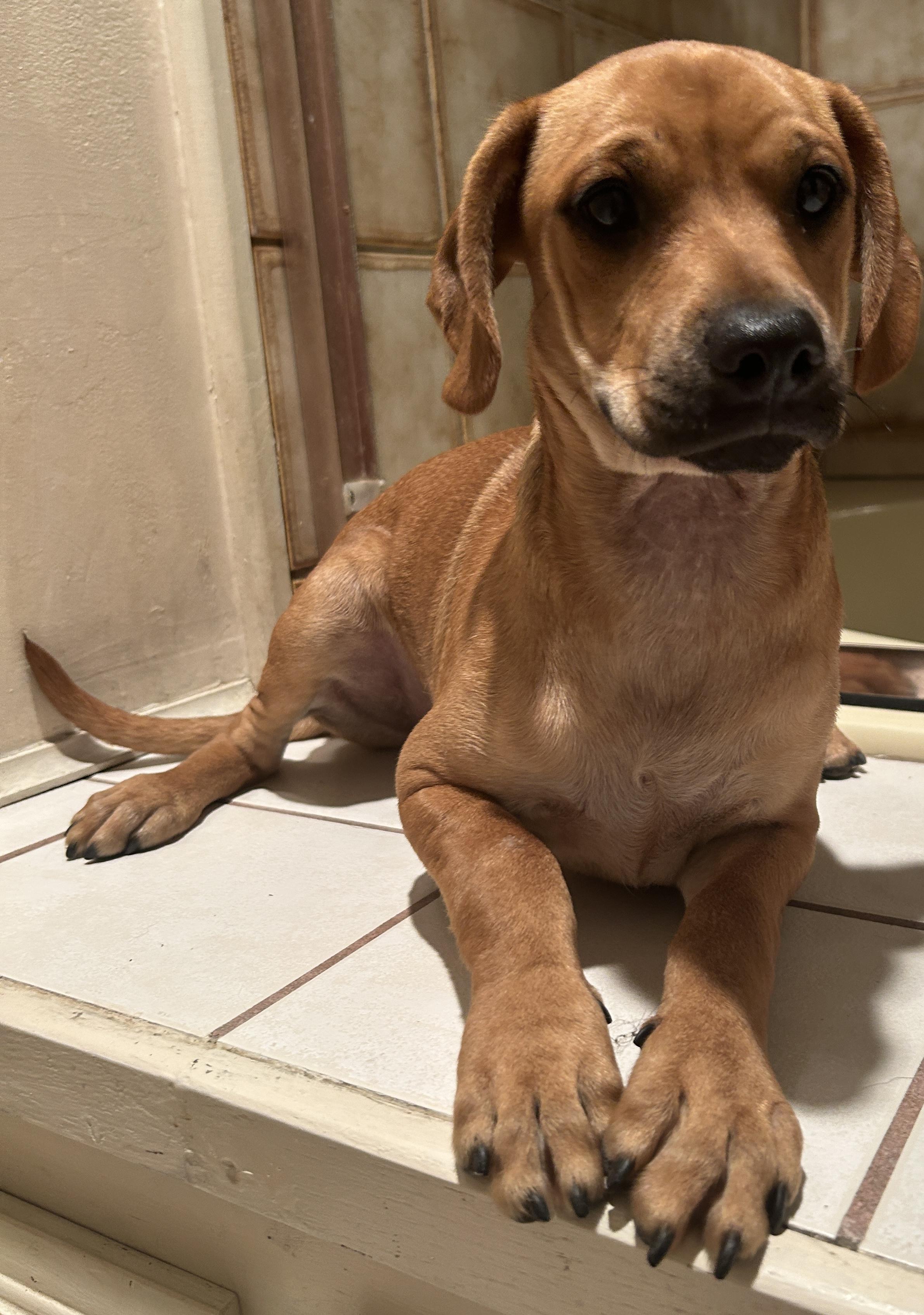 COPPER, Baby Male unknown