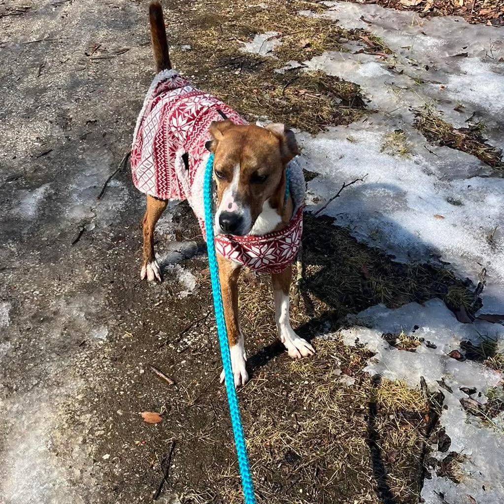 Enlarge Timmie, a Adoptable mixed breed in Phoenix, MD image 1/4