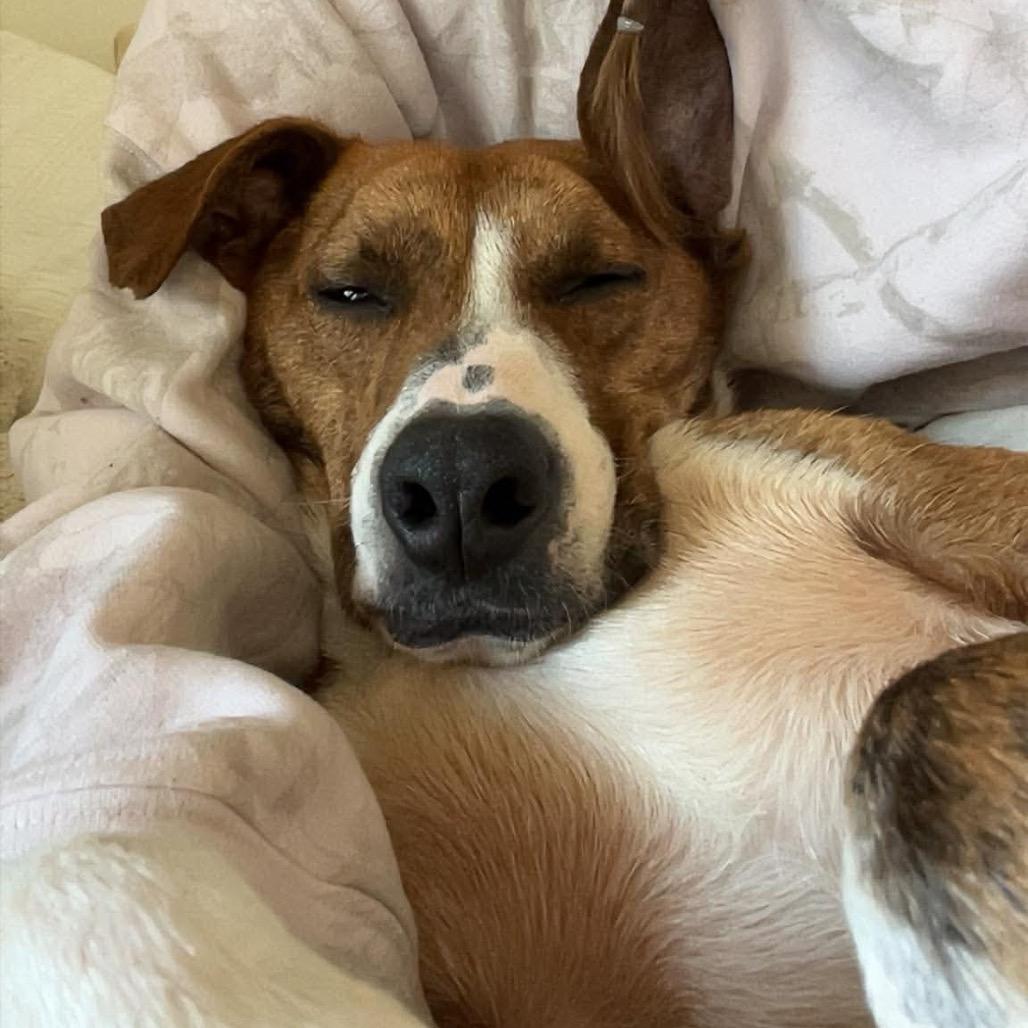 Enlarge Timmie, a Adoptable mixed breed in Phoenix, MD image 2/4