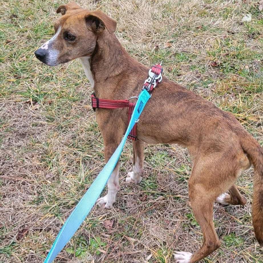 Enlarge Timmie, a Adoptable mixed breed in Phoenix, MD image 4/4