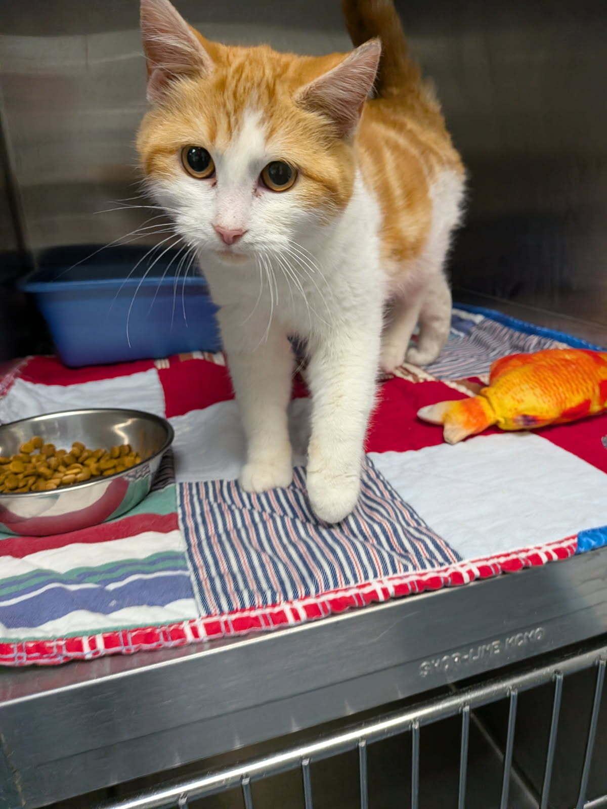 Garland, ADOPTABLE, Kitten Female Domestic Short Hair.