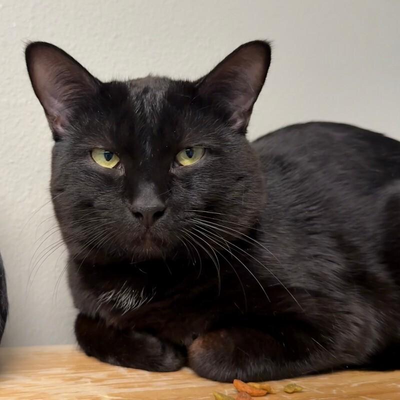 Enlarge Brian Zeller, a Adoptable Domestic Short Hair in Fort Collins, CO image 1/4