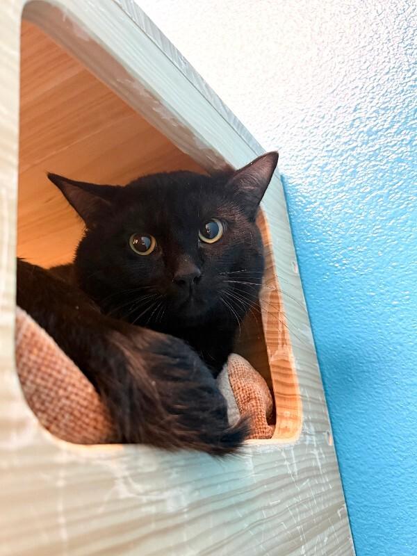 Enlarge Brian Zeller, a Adoptable Domestic Short Hair in Fort Collins, CO image 2/4