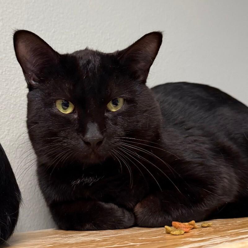 Enlarge Brian Zeller, a Adoptable Domestic Short Hair in Fort Collins, CO image 3/4