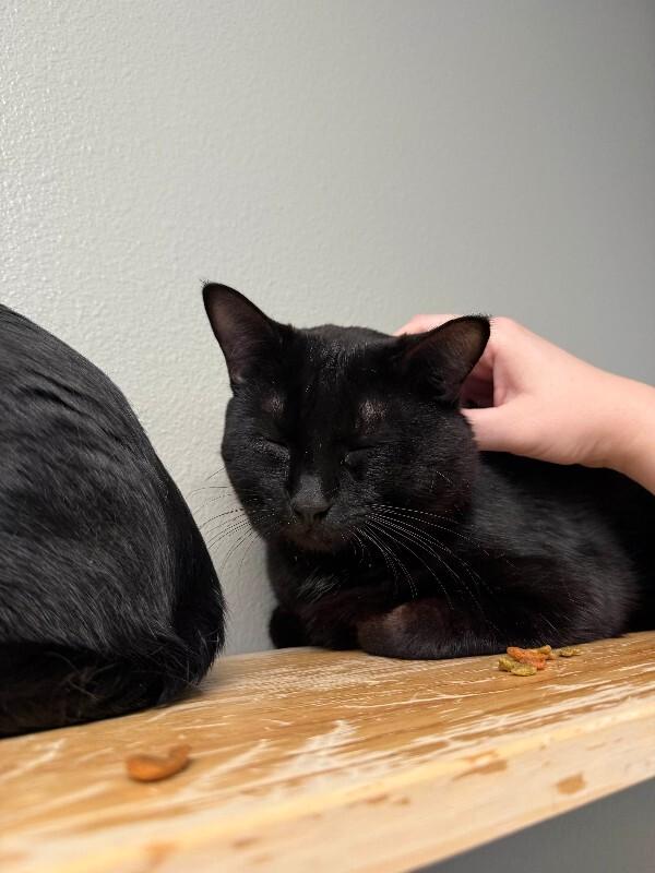Enlarge Brian Zeller, a Adoptable Domestic Short Hair in Fort Collins, CO image 4/4