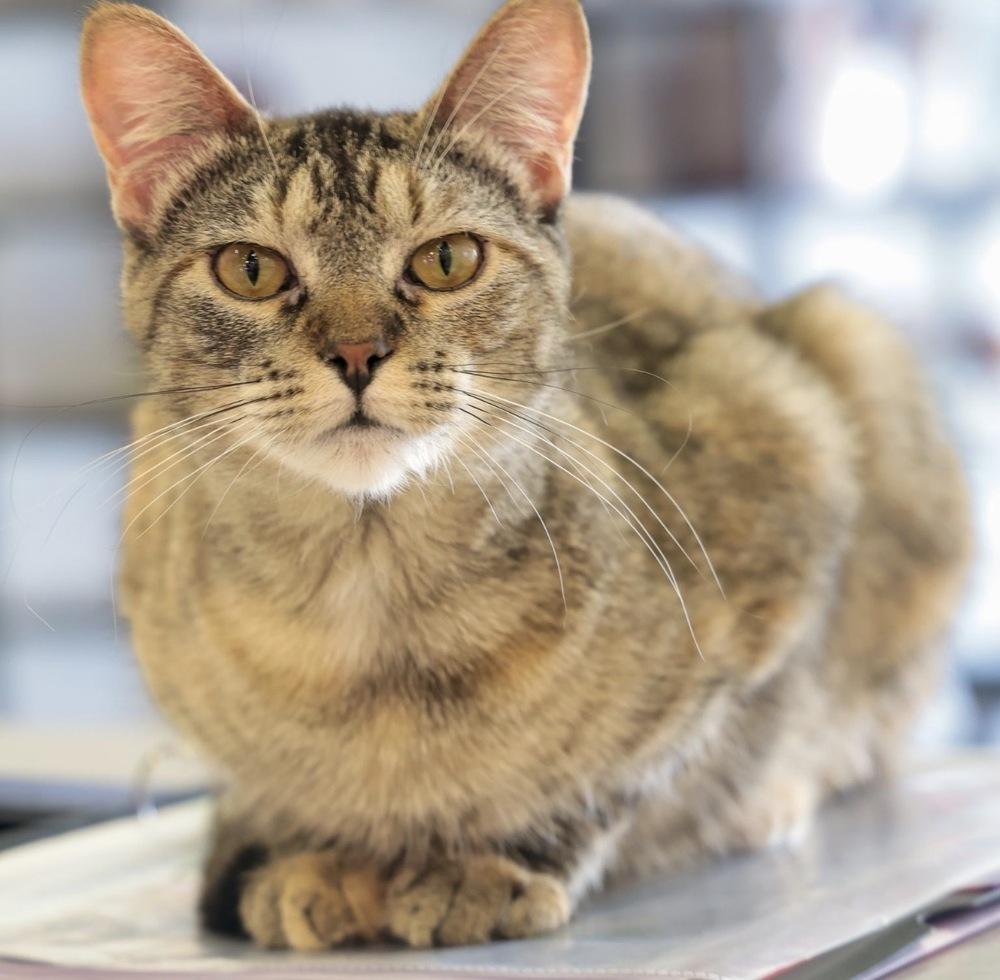 Enlarge **Cat Cafe** Shortcake, a Adoptable Domestic Short Hair in Topeka, KS image 1/5