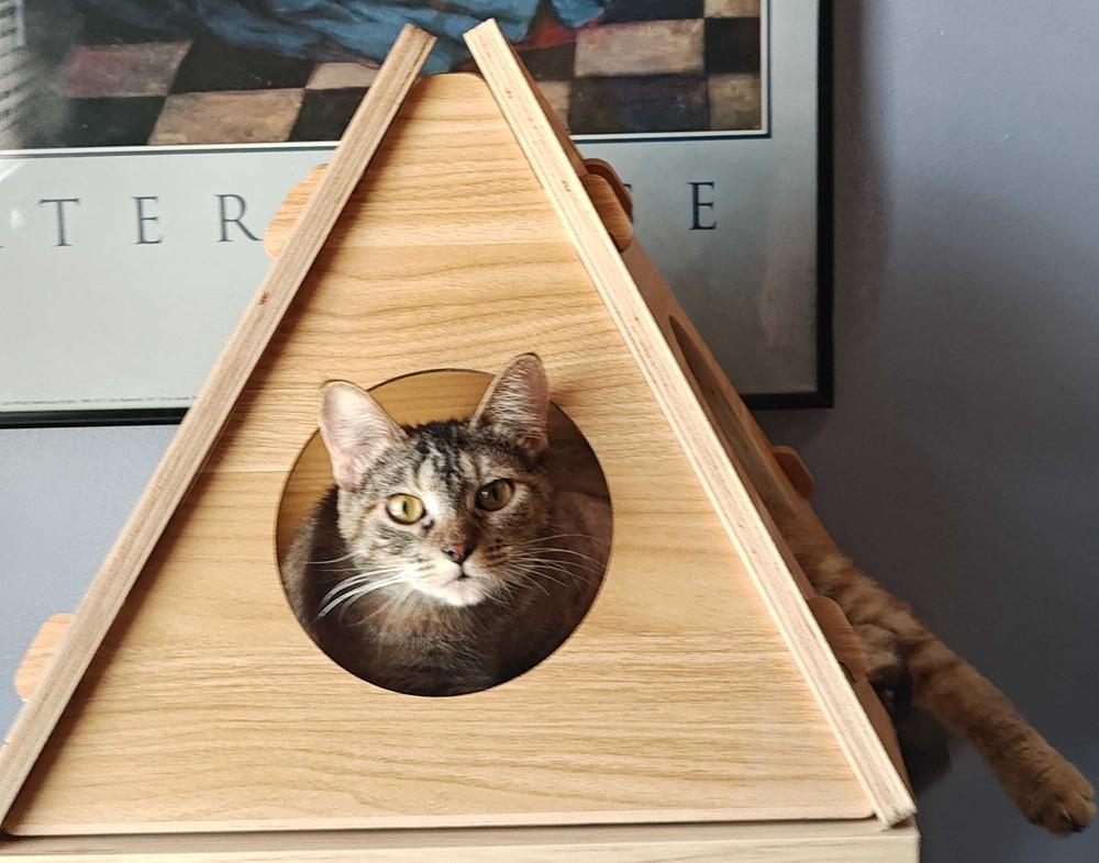 **Cat Cafe** Shortcake, Adoptable, Young Female Domestic Short Hair.