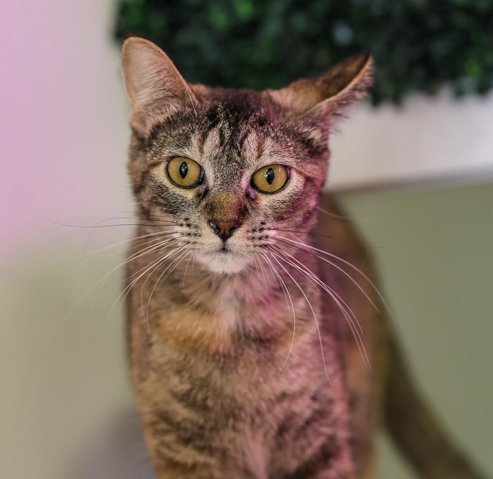 Enlarge **Cat Cafe** Shortcake, a Adoptable Domestic Short Hair in Topeka, KS image 2/4