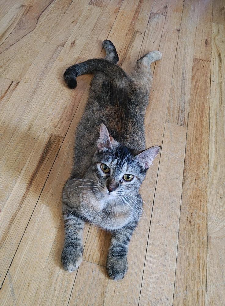 Enlarge **Cat Cafe** Shortcake, a Adoptable Domestic Short Hair in Topeka, KS image 4/4