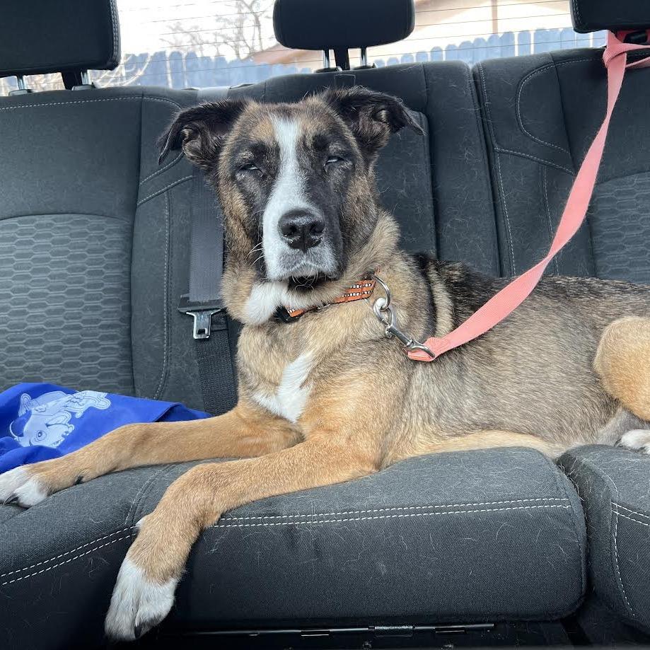 Enlarge Astoria- In Foster!, a Adoptable Mixed Breed in Flagstaff, AZ image 1/6