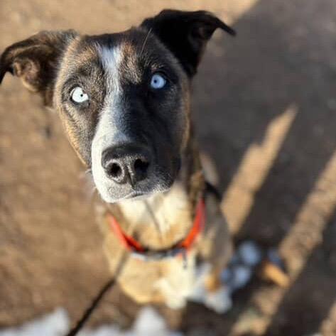 Enlarge Astoria- In Foster!, a Adoptable Mixed Breed in Flagstaff, AZ image 2/6
