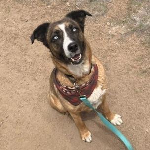 Astoria, a Adoptable Mixed Breed in Flagstaff, AZ image 3/6