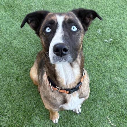 Enlarge Astoria- In Foster!, a Adoptable Mixed Breed in Flagstaff, AZ image 3/6