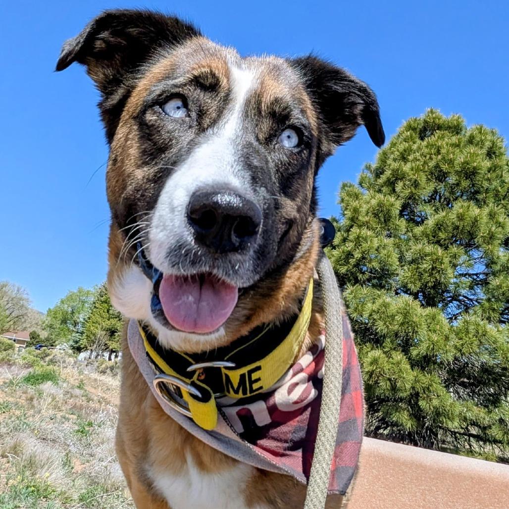 Enlarge Astoria, a Adoptable Mixed Breed in Flagstaff, AZ image 4/6