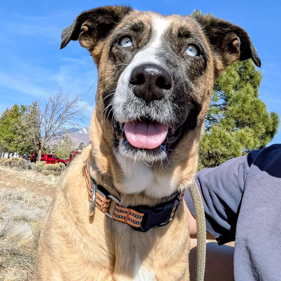 Enlarge Astoria- In Foster!, a Adoptable Mixed Breed in Flagstaff, AZ image 4/6