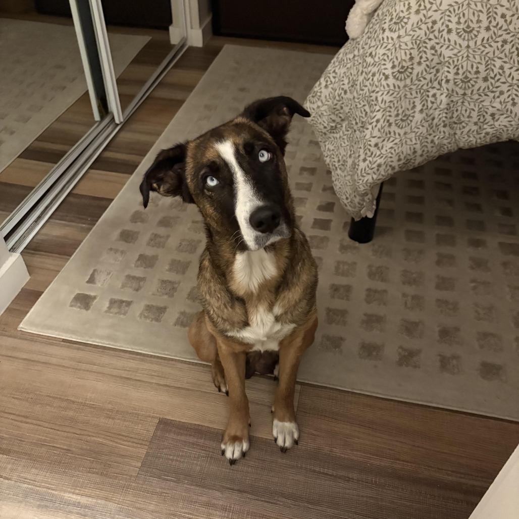 Enlarge Astoria- In Foster!, a Adoptable Mixed Breed in Flagstaff, AZ image 6/6