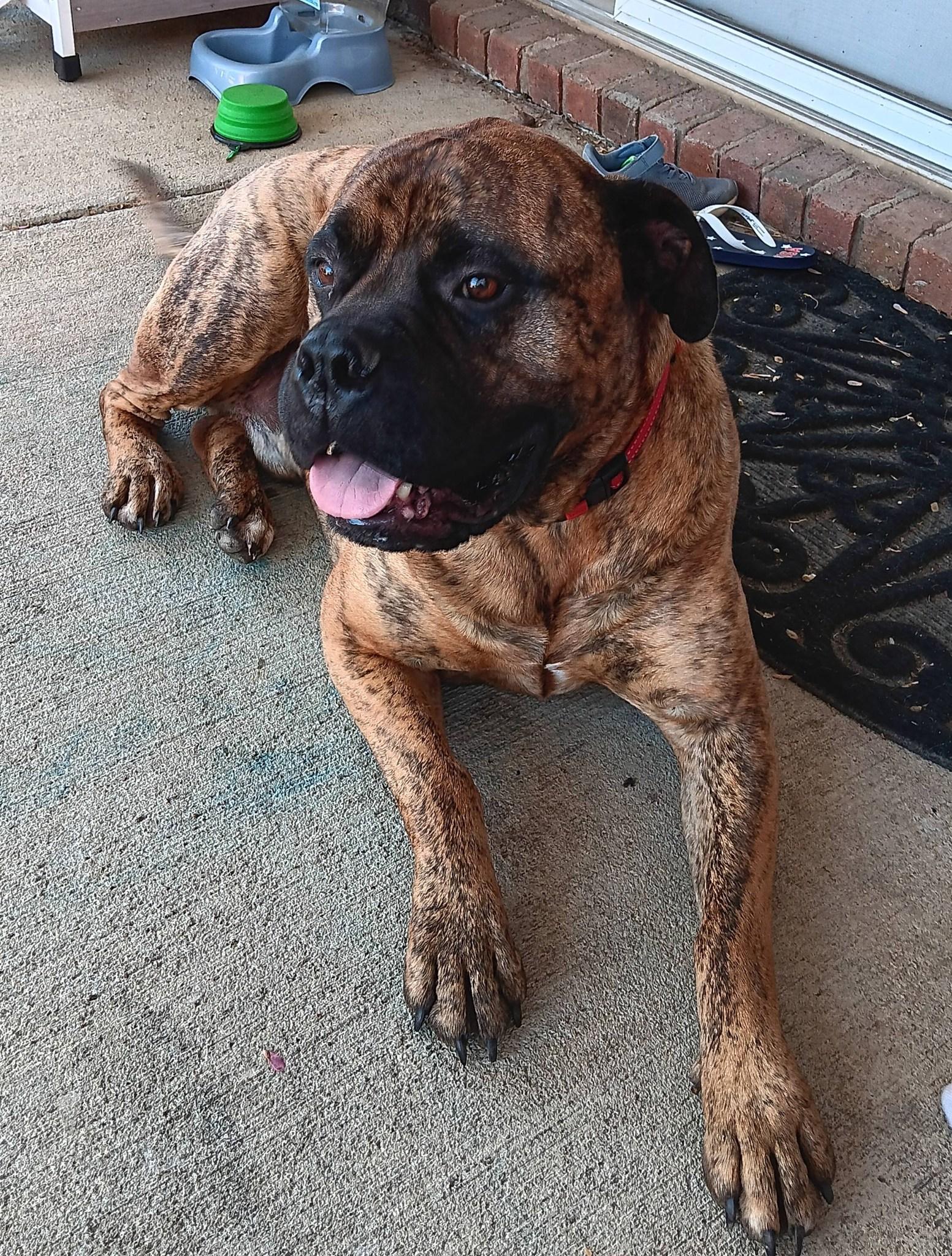 Waylon - TN, adopted, Adult Male Bullmastiff.