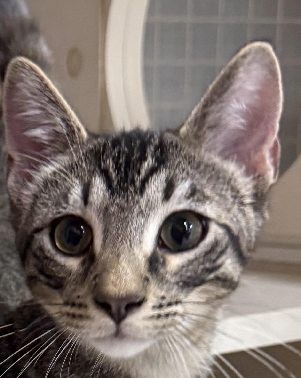 CUPID, ADOPTABLE, Kitten Male Tabby.