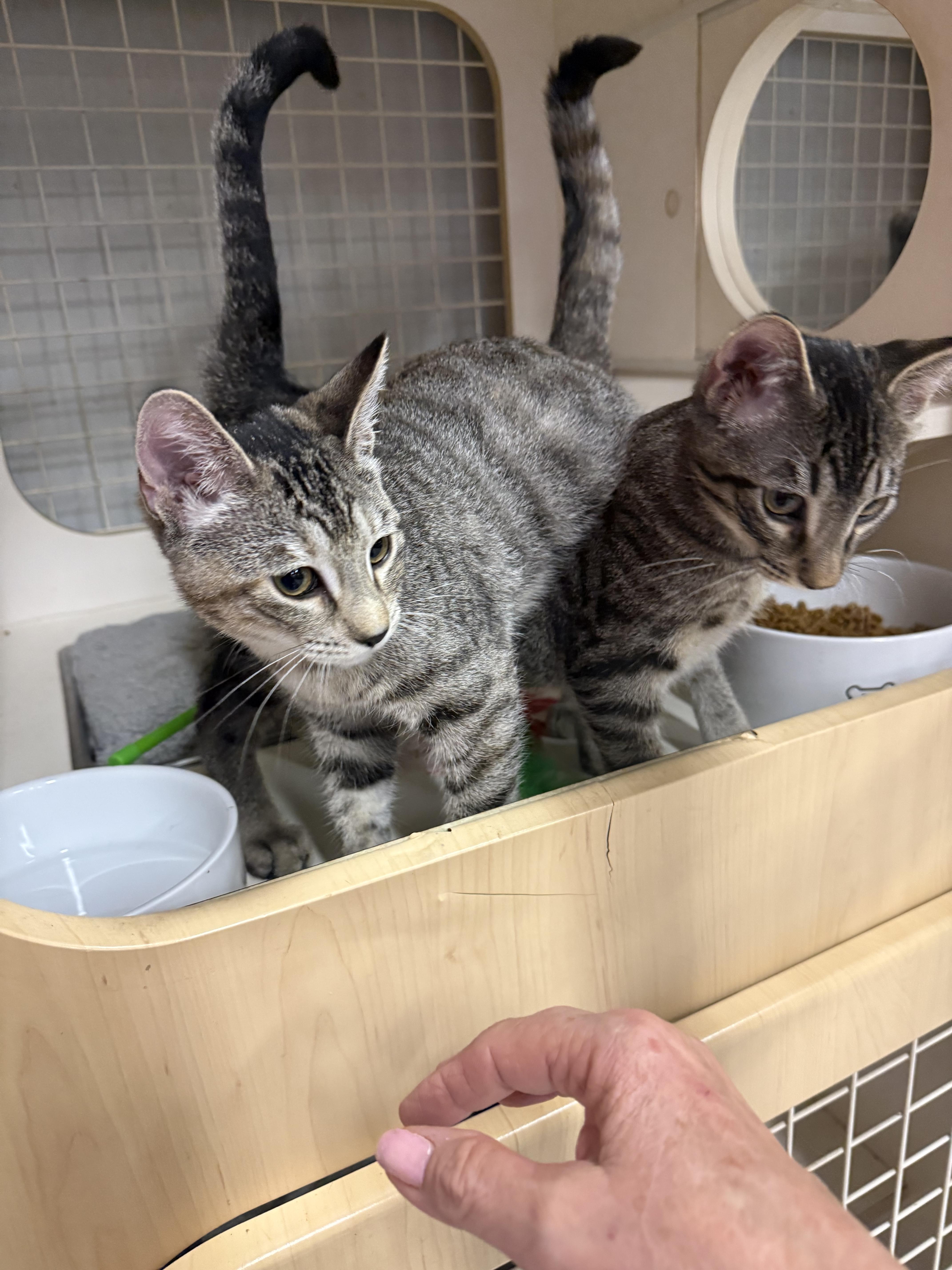 CUPID, a ADOPTABLE Tabby in Lake Ozark, MO image 2/2